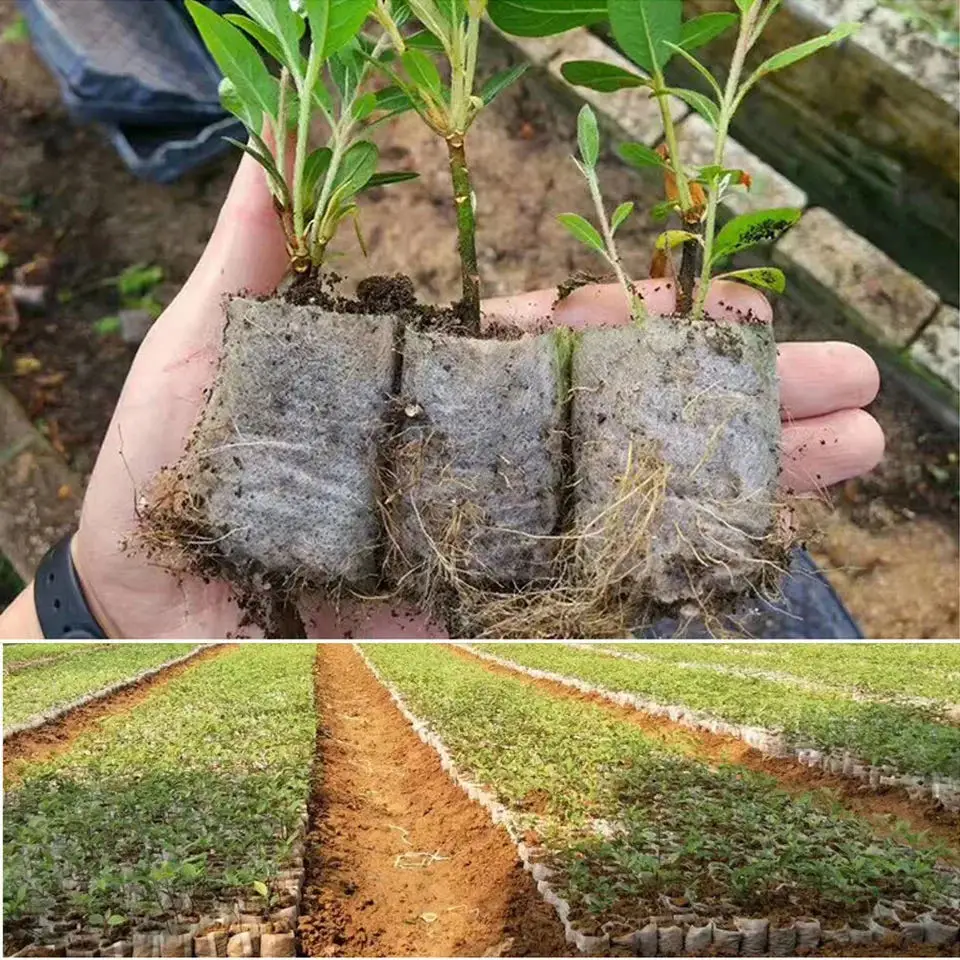 100 sztuk biodegradowalnych to – Seed Starter Tray recenzja i cena