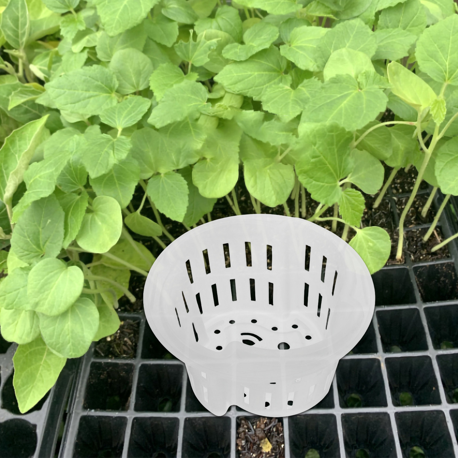 4 sztuki – wzmocnione, oddycha – Plant Pot recenzja i cena