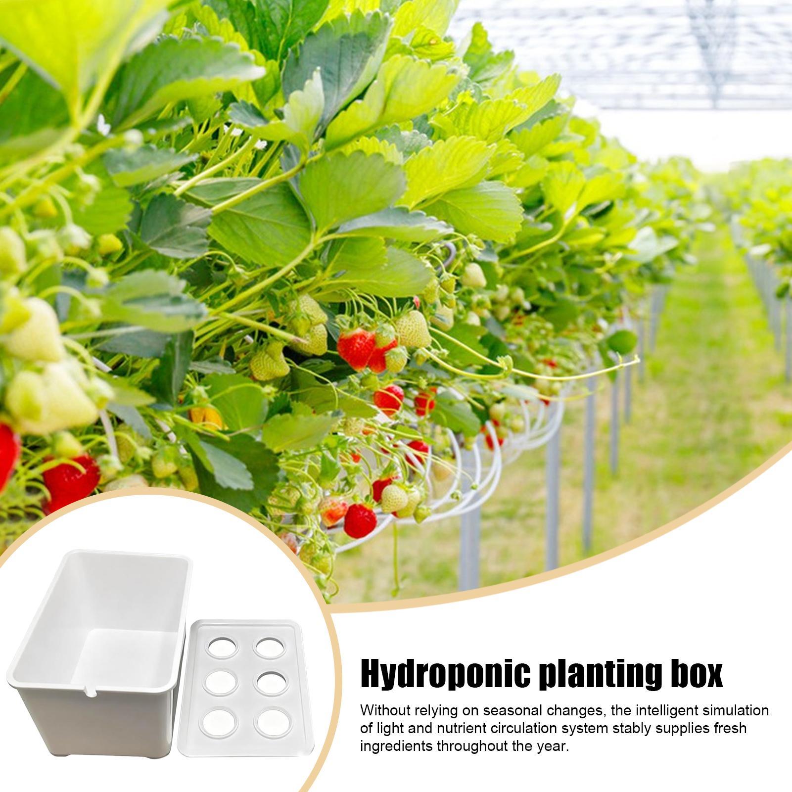 Zestaw do hydroponiki dla pocz – Hydroponic Kit recenzja i cena